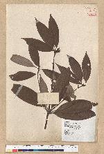 Neolitsea aciculata (Blume) Koidz. var. variabillima (Hayata) J. C. Liao 變葉新木薑子