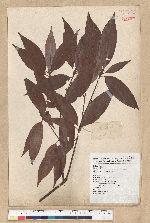 Neolitsea aciculata (Blume) Koidz. var. variabillima (Hayata) J. C. Liao 變葉新木薑子