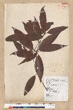Neolitsea aciculata (Blume) Koidz. var. variabillima (Hayata) J. C. Liao 變葉新木薑子