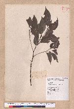 Cinnamomum camphora (L.) Nees & Eberm. 樟
