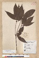Neolitsea aciculata (Blume) Koidz. var. variabillima (Hayata) J. C. Liao 變葉新木薑子
