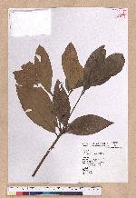 Litsea akoensis Hayata 屏東木薑子