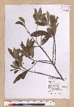 Litsea acutivena Hayata 銳脈木薑子