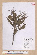 Pasania hancei (Benth.) Schott. var. ternaticupula (Hayata) Liao 三斗石櫟