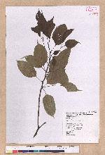 Cinnamomum kanehirai Hayata 牛樟