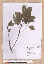 Cinnamomum kanehirai Hayata 牛樟
