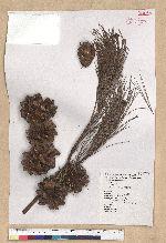 Pinus taiwanensis Hayata 臺灣二葉松