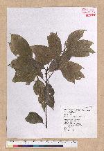 Pasania nantoensis (Hayata) Schottky 南投石櫟