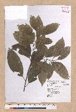 Pasania nantoensis (Hayata) Schottky 南投石櫟