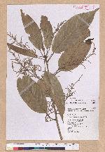 Pasania harlandii (Hance) Oersted 短尾柯