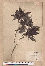 Cyclobalanopsis longinux (Hayata) Schott. 錐果櫟