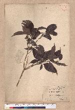 Cyclobalanopsis longinux (Hayata) Schott. 錐果櫟