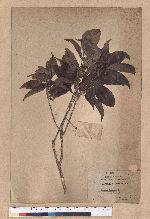 Cyclobalanopsis longinux (Hayata) Schott. 錐果櫟