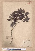 Cyclobalanopsis longinux (Hayata) Schott. 錐果櫟