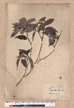 Cyclobalanopsis longinux (Hayata) Schott. 錐果櫟