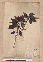 Cyclobalanopsis longinux (Hayata) Schott. 錐果櫟