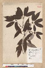 Neolitsea aciculata (Blume) Koidz. 銳葉新木薑子