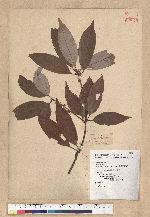 Neolitsea aciculata (Blume) Koidz. 銳葉新木薑子