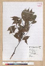 Machilus philippinense Merr. 菲律賓楠