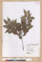 Machilus philippinense Merr. 菲律賓楠