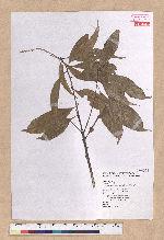 Pasania nantoensis (Hayata) Schottky 南投石櫟
