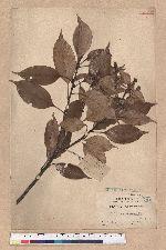 Pasania synbalanos (Hance) Schottky 菱果石櫟