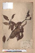 Pasania synbalanos (Hance) Schottky 菱果石櫟
