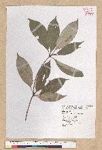 Neolitsea sericea (Blume) Koidz. 白新木薑子