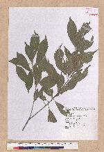 Pasania konishii (Hayata) Schottky 油葉石櫟