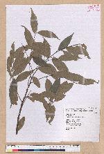 Castanopsis carlesii (Hemsl.) Hayata 長尾栲