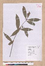 Cyclobalanopsis sessilifolia (Blume) Schottky 毽子櫟