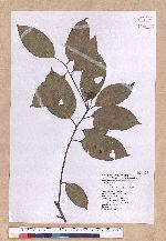 Cryptocarya chinensis (Hance) Hemsl. 厚殼桂