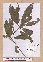 Pasania harlandii (Hance) Oersted 短尾柯
