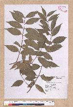 Cinnamomum insulari-montanum Hayata 山肉桂(台灣肉桂)