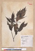 Castanopsis carlesii (Hemsl.) Hayata 長尾栲