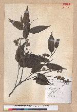 Castanopsis carlesii (Hemsl.) Hayata 長尾栲