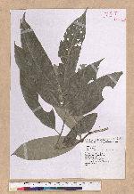 Lithocarpus lepidocarpus (Hayata) Hayata 鬼石櫟