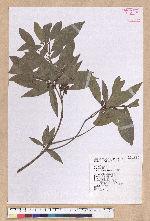 Litsea hypophaea Hayata 小梗木薑子(黃肉樹)