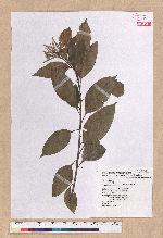 Pasania nantoensis (Hayata) Schottky 南投石櫟