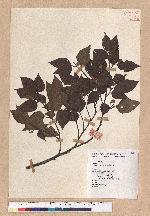 Fagus hayatae Palib. 臺灣山毛櫸