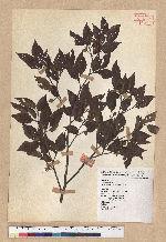 Fagus hayatae Palib. 臺灣山毛櫸