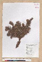 Machilus sp.