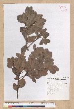 Machilus obovatifolia (Hayata) Kanehira & Sasaki 倒卵葉楠