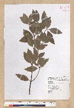 Neolitsea hiiranensis Liu & Liao 南仁山新木薑子