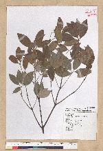 Neolitsea hiiranensis Liu & Liao 南仁山新木薑子
