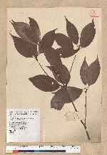 Neolitsea aciculata (Blume) Koidz. var. variabillima (Hayata) J. C. Liao 變葉新木薑子