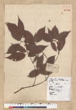 Neolitsea aciculata (Blume) Koidz. var. variabillima (Hayata) J. C. Liao 變葉新木薑子