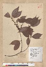 Neolitsea aciculata (Blume) Koidz. var. variabillima (Hayata) J. C. Liao 變葉新木薑子