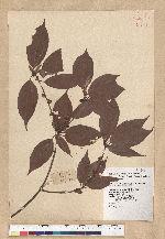 Neolitsea aciculata (Blume) Koidz. var. variabillima (Hayata) J. C. Liao 變葉新木薑子