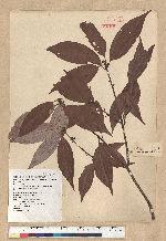 Neolitsea aciculata (Blume) Koidz. var. variabillima (Hayata) J. C. Liao 變葉新木薑子